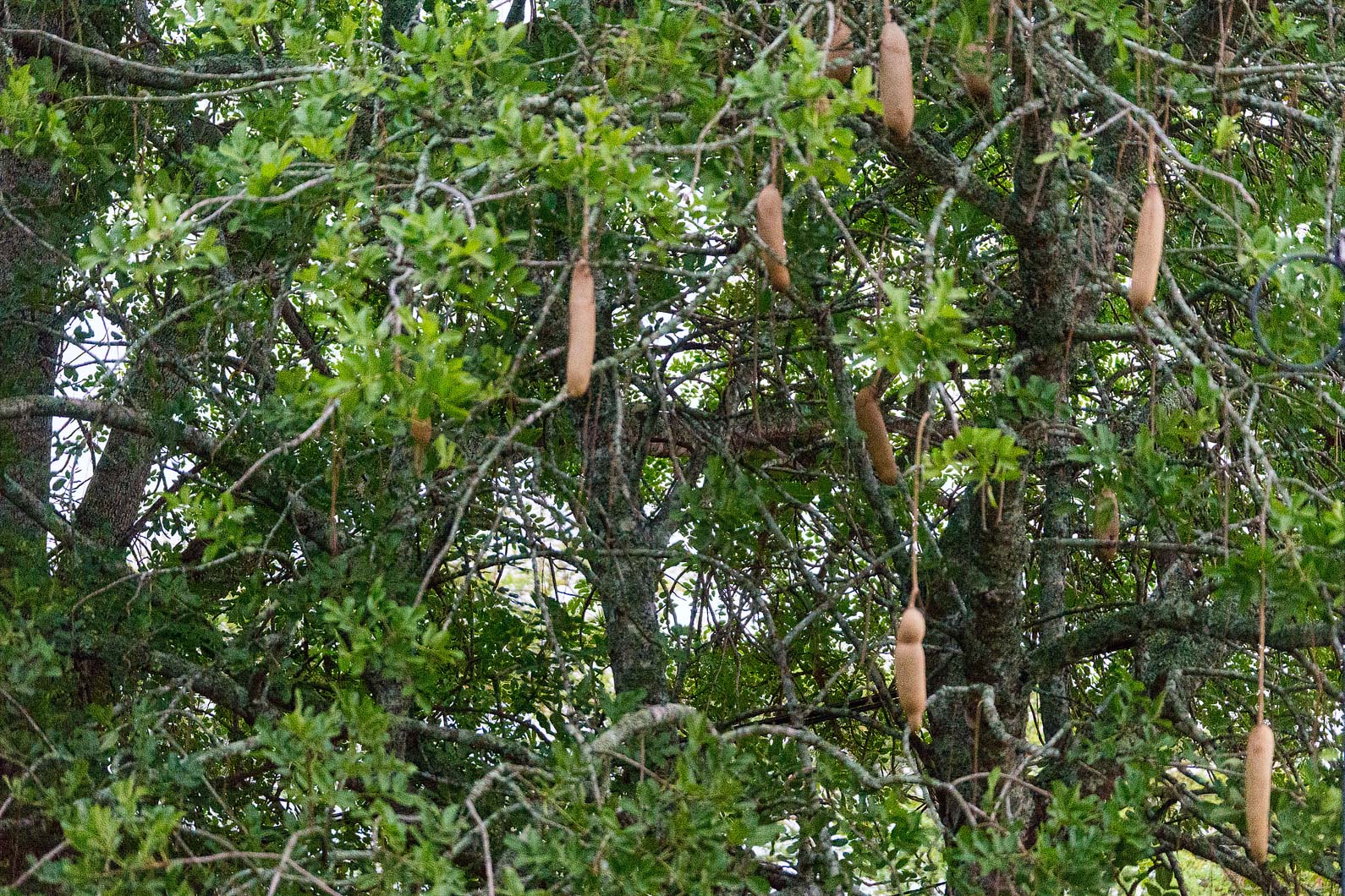 20161112 070901 Leberwurstbaum